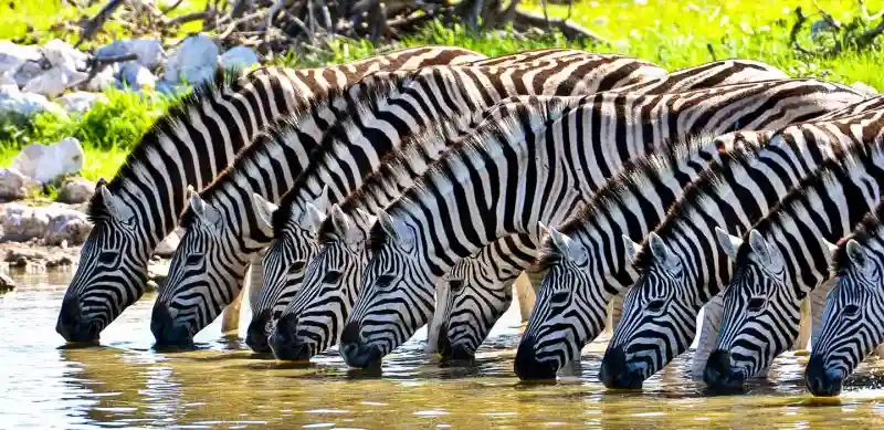 The Real World Tanzania Experience